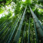 Path of Light in the Bamboo Grove