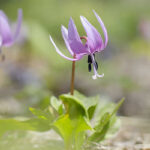 Wild Flowers